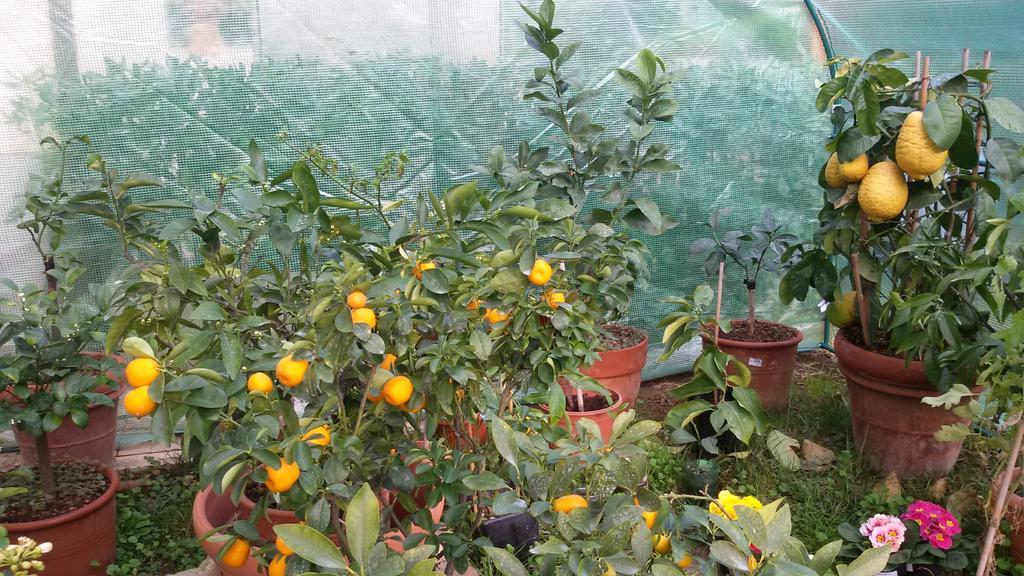 La Limonaia Διαμέρισμα Castiglioncello Δωμάτιο φωτογραφία